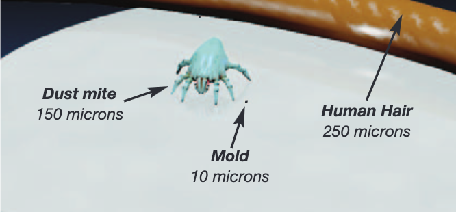 dust-mite-mold-human-hair